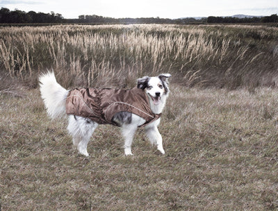 swisspet climaro Regenjacke 55cm, braun