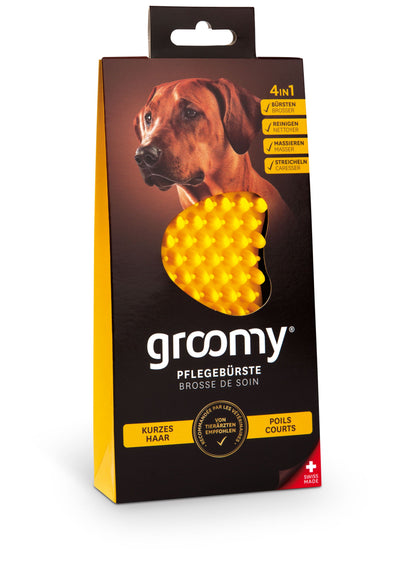 groomy dog - Kurzhaar