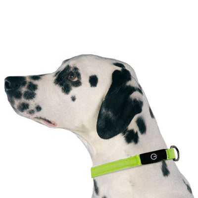 swisspet LED Leuchthalsband gelb, Gr.