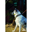 M-Pets Maulkorb XS, 14x10x4cm sw+gelb