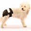Einwegwindeln Doggy Pamys Gr.