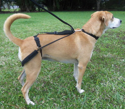 Horgan Harness Erziehungsgeschirr