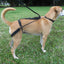 Horgan Harness Erziehungsgeschirr